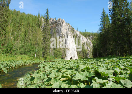 Scogliere sulle rive del fiume. Foresta vergine di Komi, taiga nella cresta Chernyshov. Foto Stock