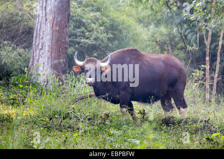 Il Bisonte indiano o Gaur Foto Stock