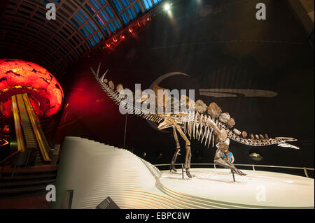 Londra, Regno Unito. 3 dicembre, 2014. I 150 milioni di anni vecchio Stegosaurus stenops è il primo completo campione di dinosauro per andare in esposizione presso il Museo di Storia Naturale di quasi cento anni, e il solo Stegosaurus in una raccolta pubblica al di fuori degli Stati Uniti. Di dimensioni simili a quelle di un grande veicolo 4x4 e trovato praticamente completo negli USA 11 anni fa, l'animale era un giovane adulto quando è morto e lo scheletro ha oltre 300 le ossa. Credito: Malcolm Park editoriale/Alamy Live News Foto Stock