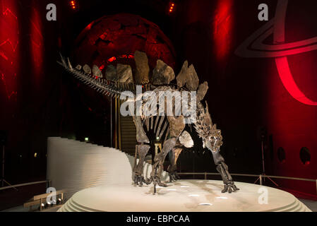Londra, Regno Unito. 3 dicembre, 2014. I 150 milioni di anni vecchio Stegosaurus stenops è il primo completo campione di dinosauro per andare in esposizione presso il Museo di Storia Naturale di quasi cento anni, e il solo Stegosaurus in una raccolta pubblica al di fuori degli Stati Uniti. Di dimensioni simili a quelle di un grande veicolo 4x4 e trovato praticamente completo negli USA 11 anni fa, l'animale era un giovane adulto quando è morto e lo scheletro ha oltre 300 le ossa. Credito: Malcolm Park editoriale/Alamy Live News Foto Stock