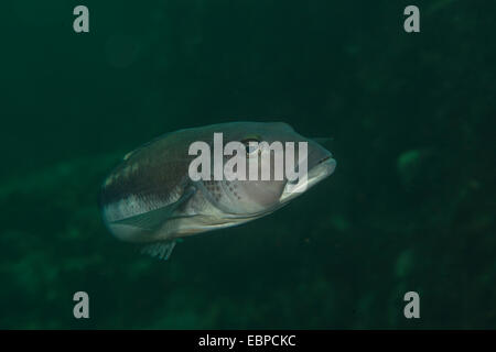 Blue cod, fiordland, Nuova Zelanda Foto Stock