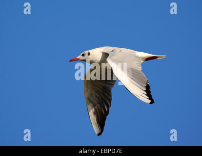 Testa nera gull battenti Foto Stock