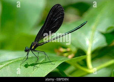 Ebano jewelwing (Calopteryx maculata) Damselfly Foto Stock