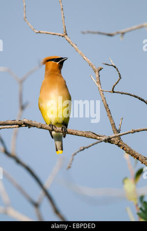 Il Cedar Waxwing appollaiato su un ramo di albero in tarda estate luce Foto Stock