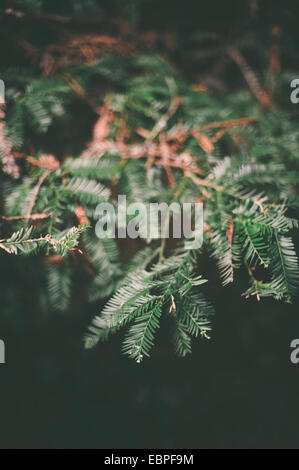 Impianto di Muir Woods forest Foto Stock