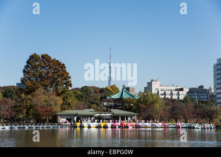 Shinobazunoike,il Parco Ueno,Taito-Ku,Tokyo Giappone Foto Stock