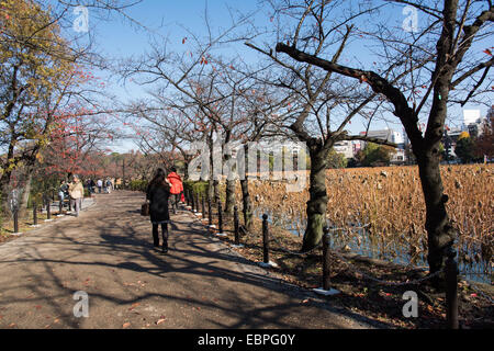 Shinobazunoike,il Parco Ueno,Taito-Ku,Tokyo Giappone Foto Stock