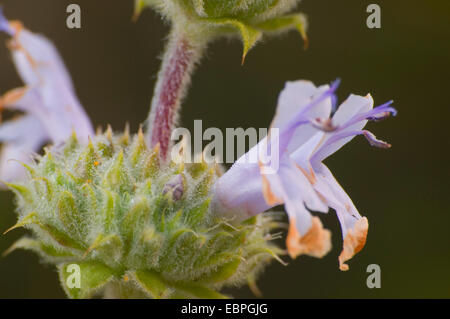 Nero salvia (Salvia mellifera), Torrey Pines State Reserve, California Foto Stock