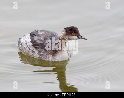 Eared Grebe Nel piumaggio invernale Foto Stock