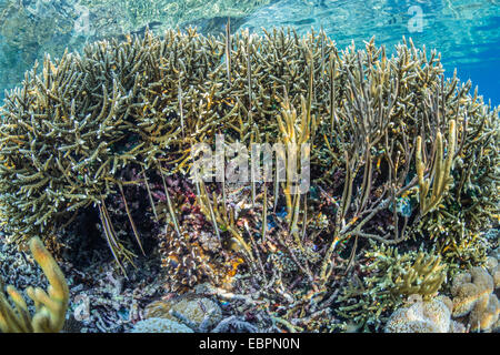 Una scuola di razorfish, a testa in giù la postura sull'house reef a Sebayur isola, Isola di Komodo National Park, Indonesia, Asia Foto Stock