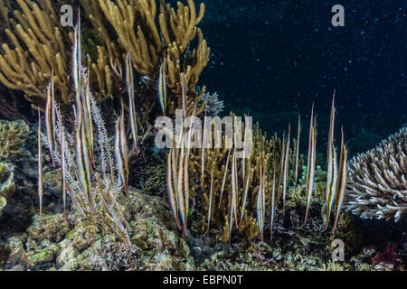 Una scuola di razorfish, a testa in giù la postura di notte su Sebayur isola, Isola di Komodo National Park, Indonesia Foto Stock