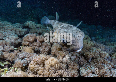 Porcupinefish (Diodon hystrix) a notte sulla barriera corallina a Sebayur isola, Isola di Komodo National Park, Indonesia, sud-est asiatico Foto Stock