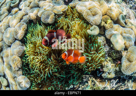 Una coppia di spinecheek anemonefish (Premnas biaculeatus), Sebayur isola, Isola di Komodo National Park, Indonesia, sud-est asiatico Foto Stock