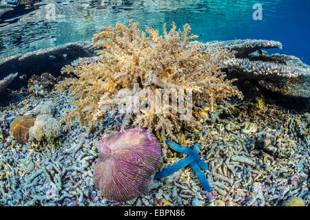 Coralli duri e molli e la stella di mare sottomarino Sebayur sull isola, Isola di Komodo National Park, Indonesia, Asia sud-orientale, Asia Foto Stock