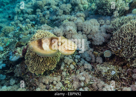 Adulto broadclub Seppie (Sepia latimanus), Sebayur isola, Isola di Komodo National Park, Indonesia, Asia sud-orientale, Asia Foto Stock