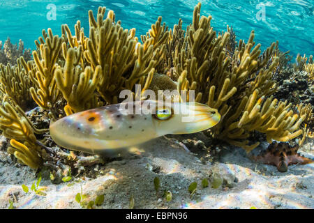 Adulto broadclub Seppie (Sepia latimanus), Sebayur isola, Isola di Komodo National Park, Indonesia, Asia sud-orientale, Asia Foto Stock