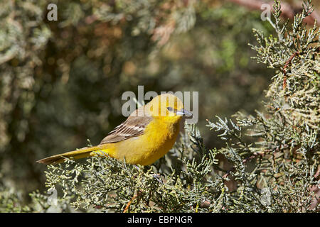 Trillo giallo (Dendroica petechia), femmina, Chiricahuas, Foresta Nazionale di Coronado, Arizona, Stati Uniti d'America Foto Stock