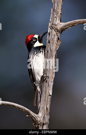 Acorn woodpecker (Melanerpes formicivorus), Chiricahuas, Foresta Nazionale di Coronado, Arizona, Stati Uniti d'America Foto Stock