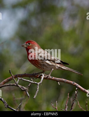 House Finch (Carpodacus mexicanus), maschio, Chiricahuas, Foresta Nazionale di Coronado, Arizona, Stati Uniti d'America Foto Stock