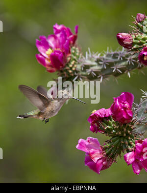 Ampio femmina-tailed hummingbird alimentando ad una Walkingstick Cholla (canna Cholla) (Opuntia spinosior), Arizona, Stati Uniti d'America Foto Stock