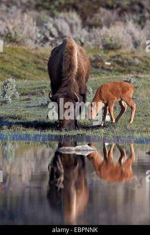 (Bison bison bison) latte di mucca e di vitello, il Parco Nazionale di Yellowstone, Sito Patrimonio Mondiale dell'UNESCO, Wyoming, Stati Uniti d'America Foto Stock