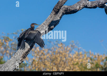 Un australiano darter (Anhinga novaehollandiae) sul Fiume Ord, Kimberley, Australia occidentale, Australia Pacific Foto Stock