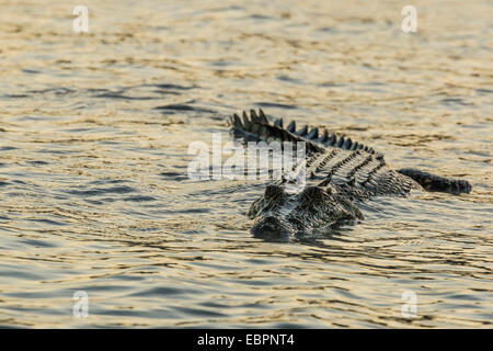 Un adulto wild coccodrillo di acqua salata a caccia sulle rive del fiume Hunter in Mitchell River National Park, Kimberley, Australia Foto Stock