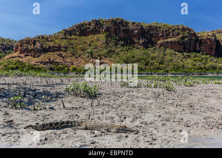 Un adulto wild coccodrillo di acqua salata sulle rive del fiume Hunter in Mitchell River National Park, Kimberley, Australia Foto Stock