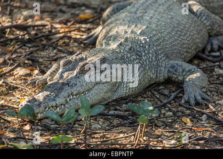 Wild coccodrillo di acqua salata sulle rive del fiume Hunter, Mitchell River National Park, Kimberley, Australia Foto Stock