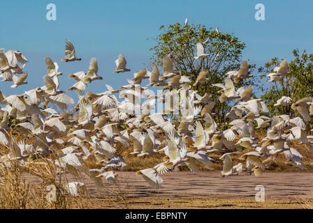 Adulto piccolo corellas (Cacatua sanguinea) in volo in Wyndham, Kimberley, Australia occidentale, Australia Pacific Foto Stock