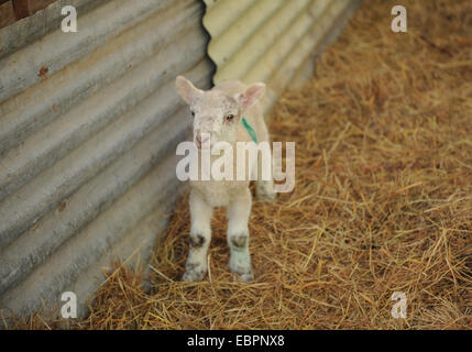 Neonato gli agnelli in una penna su Cutlers Farm, vicino a Stratford upon Avon,Warwickshire, Inghilterra, Regno Unito Foto Stock