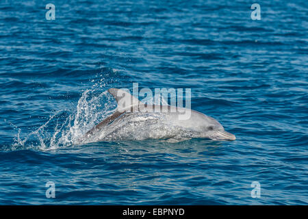Indo-pacifico delfino maggiore (Tursiops aduncus), in Yampi Bay, Kimberley, Australia occidentale, Australia Pacific Foto Stock