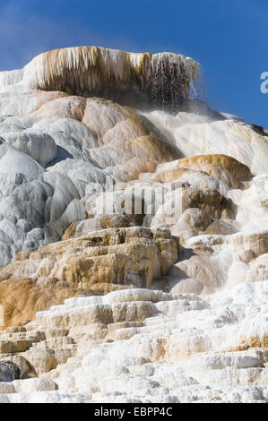 Devil's pollice, Mammoth Hot Springs, il Parco Nazionale di Yellowstone, Sito Patrimonio Mondiale dell'UNESCO, Wyoming, Stati Uniti d'America Foto Stock