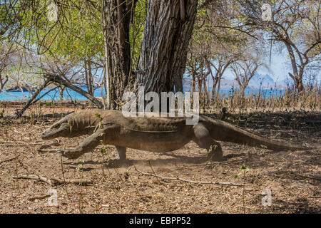 Adulto drago di Komodo (Varanus komodoensis) nel Parco Nazionale di Komodo, Isola di Komodo, Indonesia, Asia sud-orientale, Asia Foto Stock