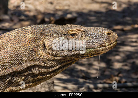 Adulto drago di Komodo (Varanus komodoensis), nel Parco Nazionale di Komodo, Isola di Komodo, Indonesia, Asia sud-orientale, Asia Foto Stock