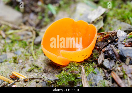 Aleuria aurantia, scorza d'arancia fungo, Wales, Regno Unito Foto Stock