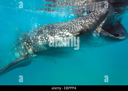 Squalo balena (Rhincodon typus), Oslob, Cebu, Visayas, Filippine, Sud-est asiatico, in Asia Foto Stock