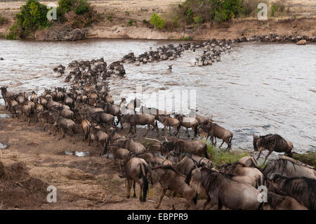 Gnu (Connochaetes taurinus) attraversando il fiume Mara, il Masai Mara, Kenya, Africa orientale, Africa Foto Stock