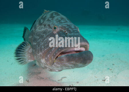 Grandi Cernie Nassau, Bahamas, West Indies, America Centrale Foto Stock