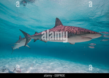Lo squalo limone in acque poco profonde in Bahamas, West Indies, America Centrale Foto Stock