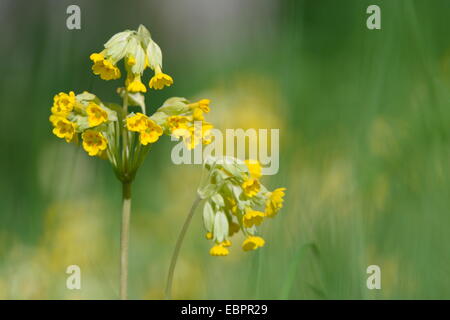 Cowslips (Primula veris) fioritura nel bosco, Wiltshire, Inghilterra, Regno Unito, Europa Foto Stock