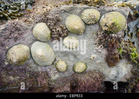 Le patelle comune (Patella vulgata) e acorn barnacles attaccata a rocce esposte a bassa marea, Dorset, England, Regno Unito Foto Stock