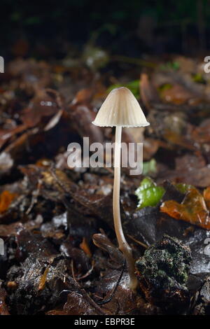 Cofano di mungitura il fungo (Mycena galopus) emergenti da woodland figliata di foglia in autunno, Gloucestershire, England, Regno Unito Foto Stock