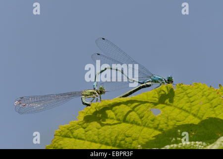 Azure damselfly (Coenagrion puella) coppia coniugata e ombra di colata su una foglia, Wiltshire, Inghilterra, Regno Unito, Europa Foto Stock