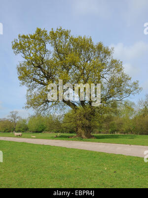 Antica quercia (Quercus robur) con un tronco cavo su Cutlers Farm, vicino a Stratford upon Avon, Warwickshire, Inghilterra, Regno Unito Foto Stock