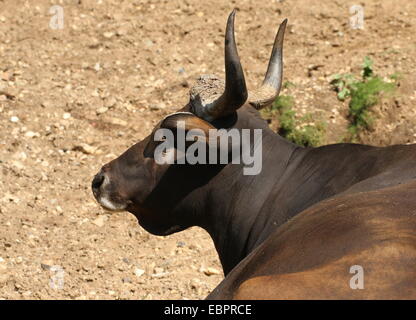 Close-up di un Banteng Bull (Bos javanicus), un sud-est asiatico di bovini domestici varietà a.k.a. Tembadau o Bali-bestiame. Foto Stock