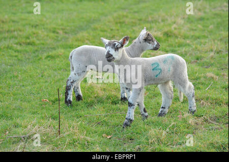 Due agnelli giovani giocando in un campo su Cutlers Farm, vicino a Stratford upon Avon, Warwickshire, Inghilterra, Regno Unito Foto Stock