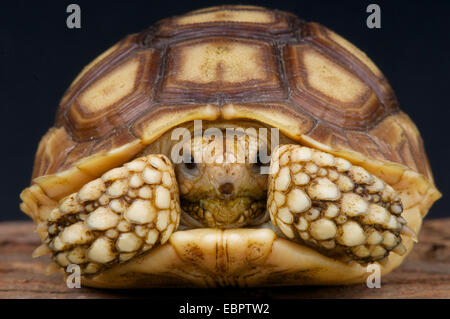 African spronato tartaruga (Centrochelys sulcata) Foto Stock