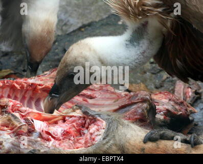 Vecchio mondo avvoltoi grifone (Gyps fulvus) assaporerete una carcassa Foto Stock