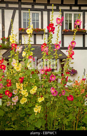 Holly hock, hollyhock (Alcea rosea, Althaea rosea), holly garretti a fronte di un legno a casa, in Germania, in Renania Palatinato, Niederfischbach Foto Stock